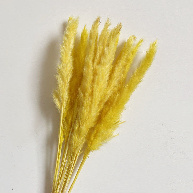 Dried Flower Decoration Inss Reed Small Reed Home Pampas Grass - Seasonal Chic Variety