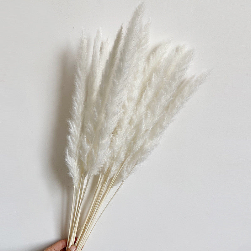 Dried Flower Decoration Inss Reed Small Reed Home Pampas Grass - Seasonal Chic Variety