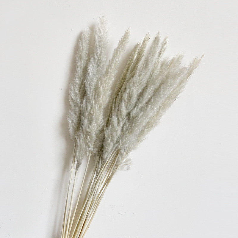 Dried Flower Decoration Inss Reed Small Reed Home Pampas Grass - Seasonal Chic Variety