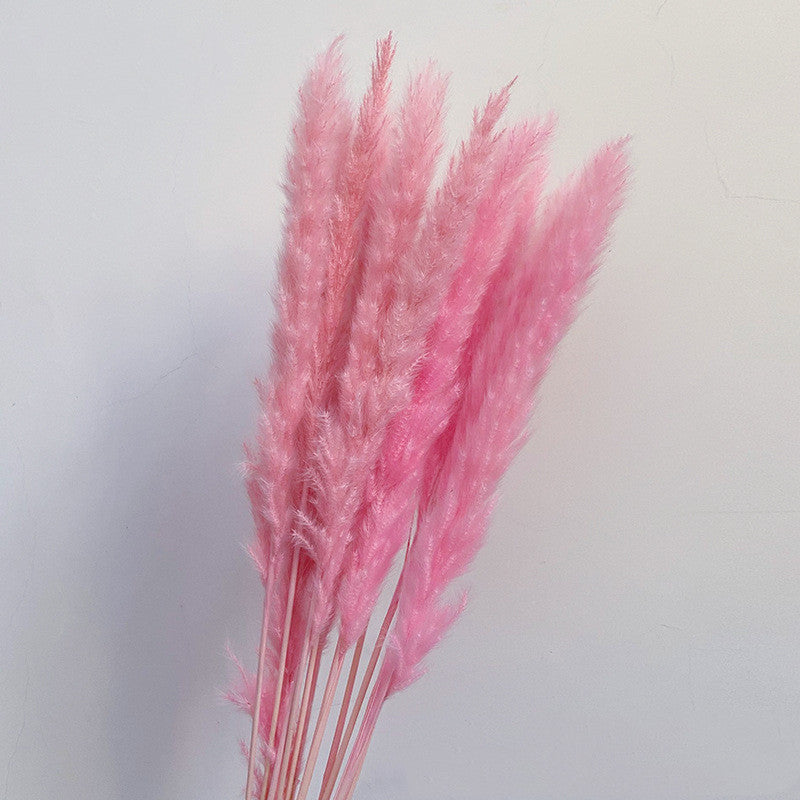 Dried Flower Decoration Inss Reed Small Reed Home Pampas Grass - Seasonal Chic Variety