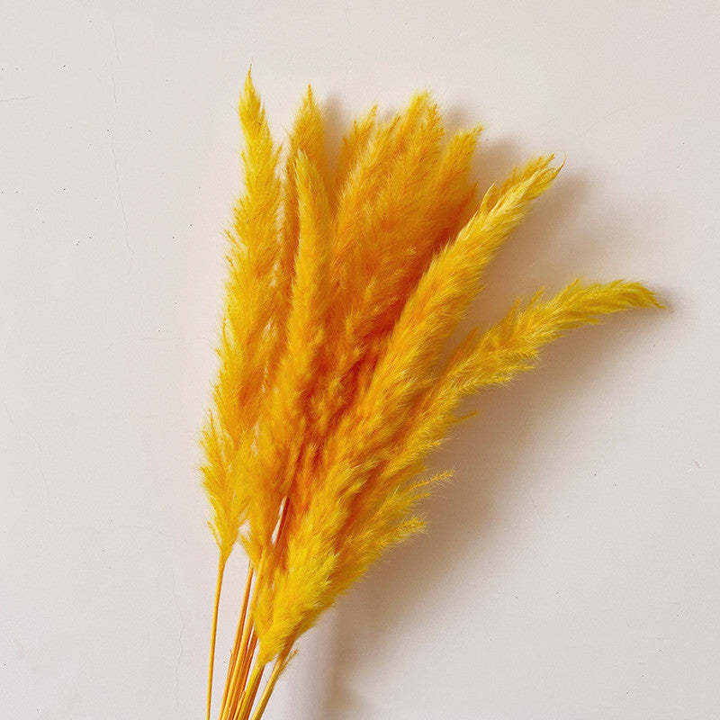 Dried Flower Decoration Inss Reed Small Reed Home Pampas Grass - Seasonal Chic Variety