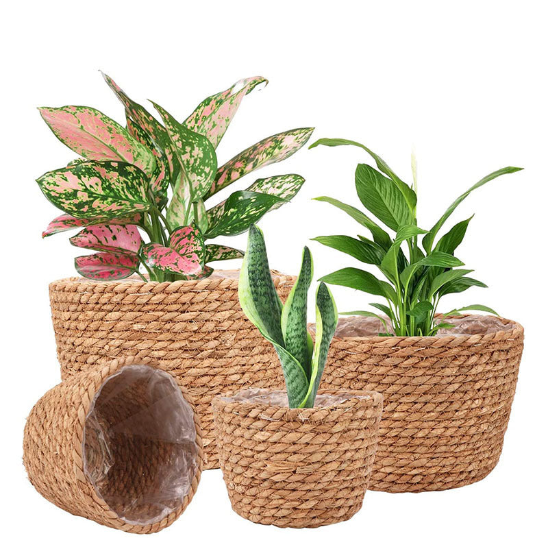 Storage Basket Plant Flower Pot Straw Seaweed Weaving Mechanism Amazon Size Plant Basket Interior Decorative Flower Pot - Seasonal Chic Variety