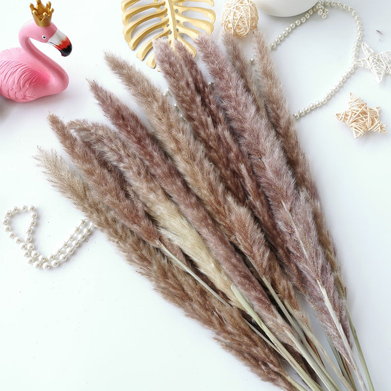 Dried Flower Decoration Inss Reed Small Reed Home Pampas Grass - Seasonal Chic Variety