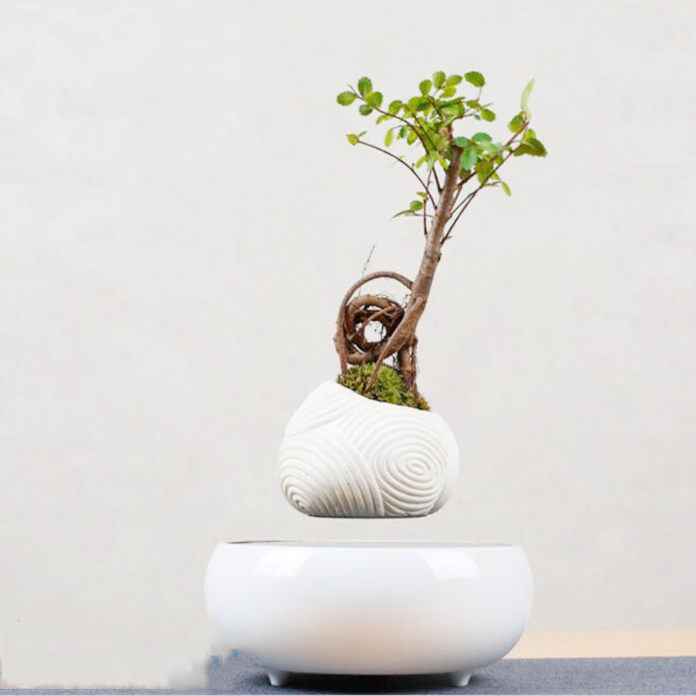 Magnetic Levitation Potted Plants - Seasonal Chic Variety