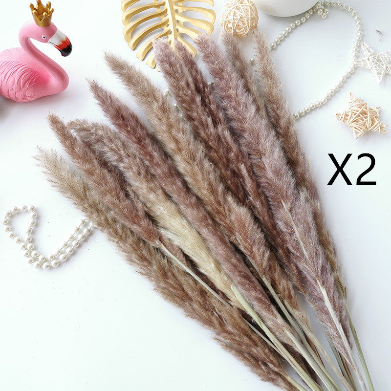 Dried Flower Decoration Inss Reed Small Reed Home Pampas Grass - Seasonal Chic Variety