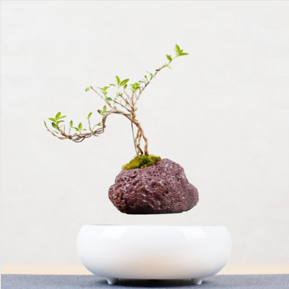 Magnetic Levitation Potted Plants - Seasonal Chic Variety