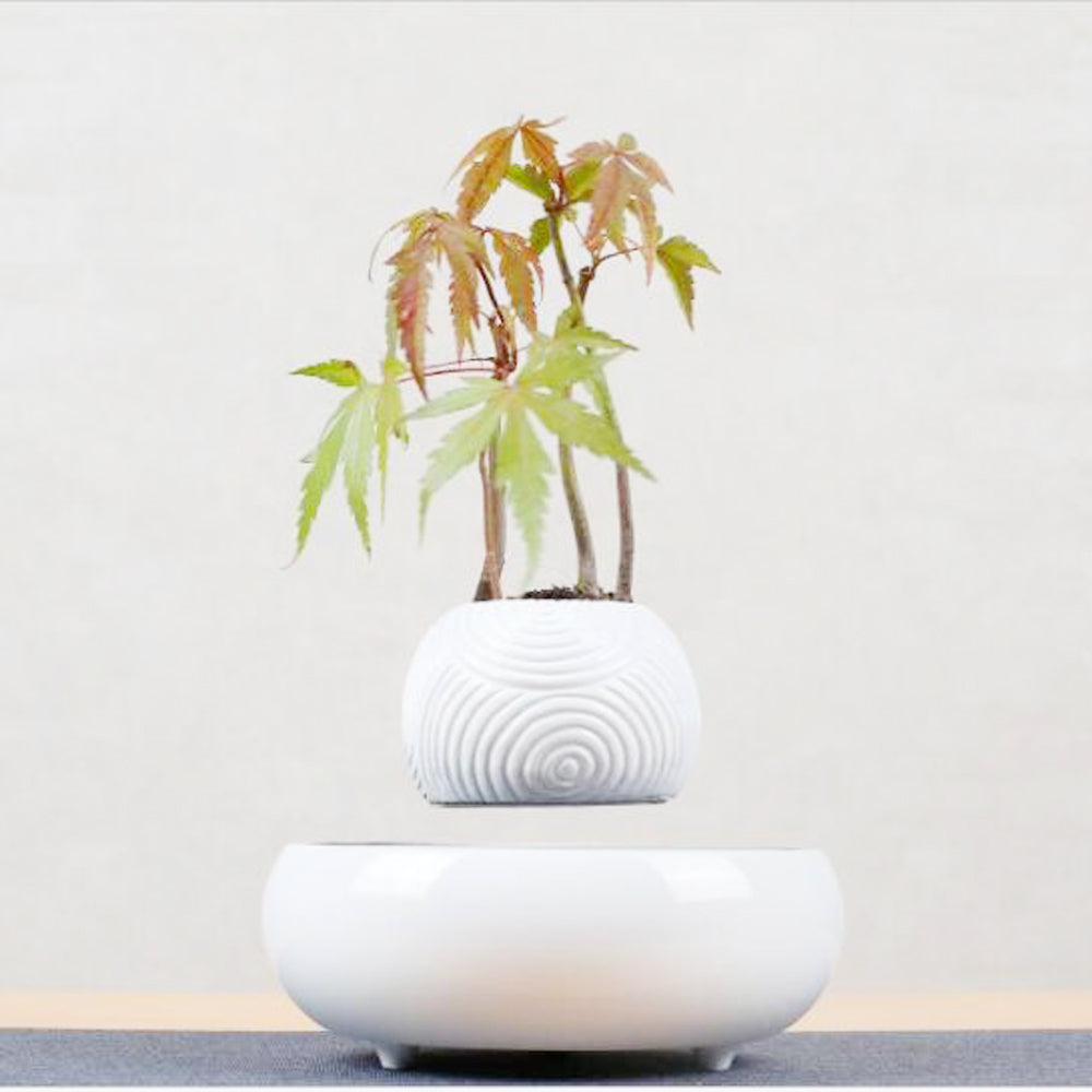 Magnetic Levitation Potted Plants - Seasonal Chic Variety