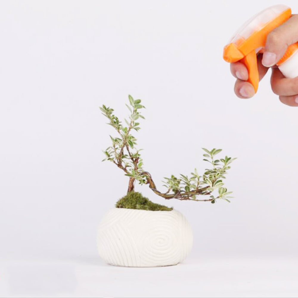 Magnetic Levitation Potted Plants - Seasonal Chic Variety